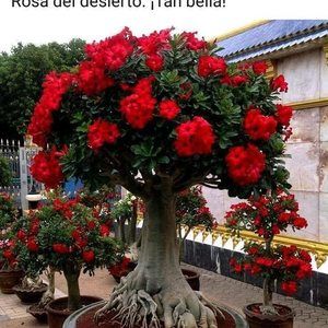 Meet your Posher, Celeste